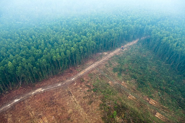 Climate-Change DEFORESTATION