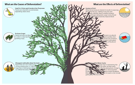 causes-of-deforestation DEFORESTATION