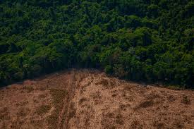 inside-global-effort-save-worlds-forests DEFORESTATION