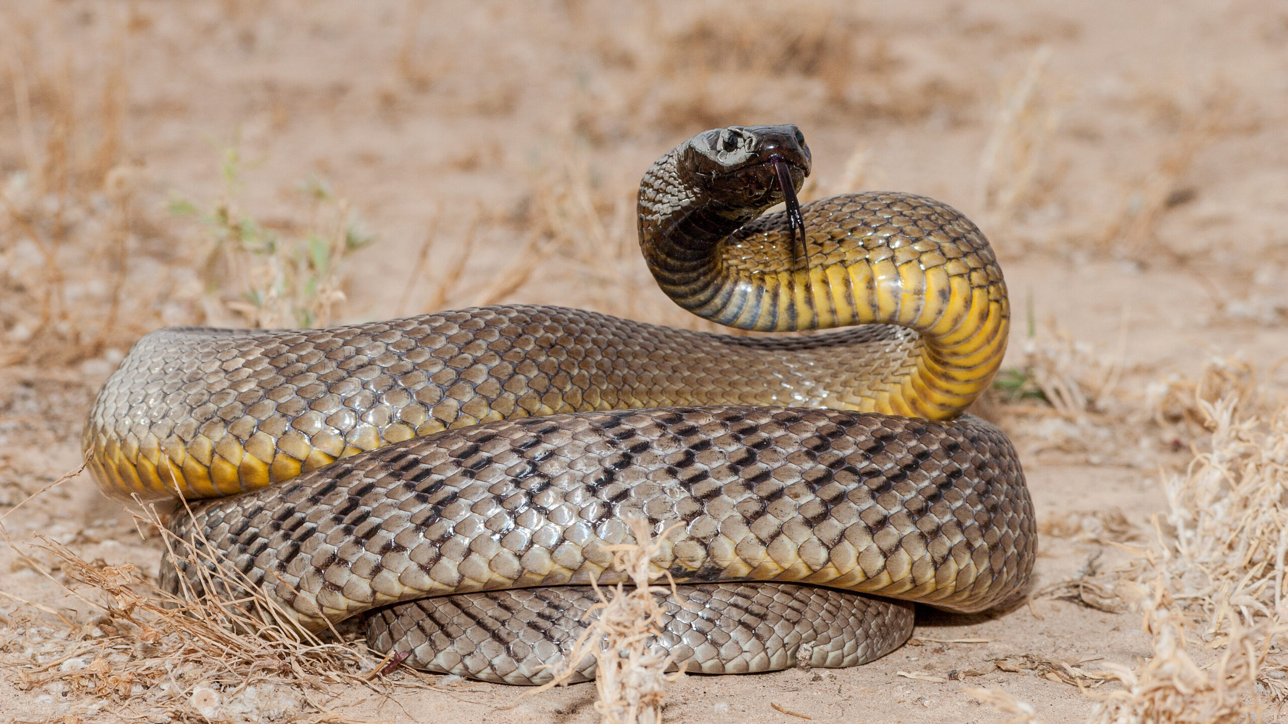 1.-Inland-Taipan-Oxyuranus-microlepidotus-1 20 of the deadliest snakes in the world