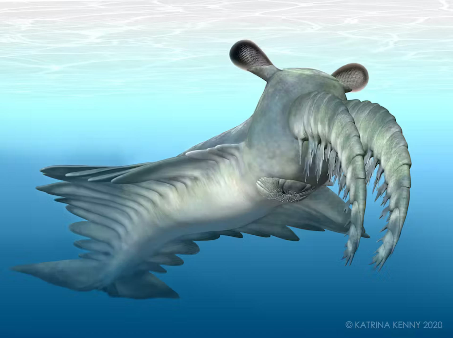 Anomalocaris-18 20 Ancient Wild Disappeared from Earth