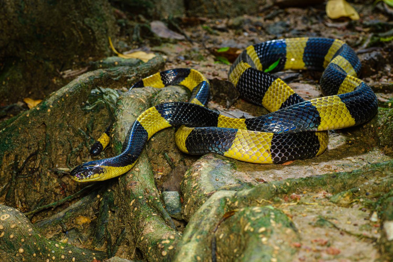 Banded-Krait-Bungarus-fasciatus 20 of the deadliest snakes in the world