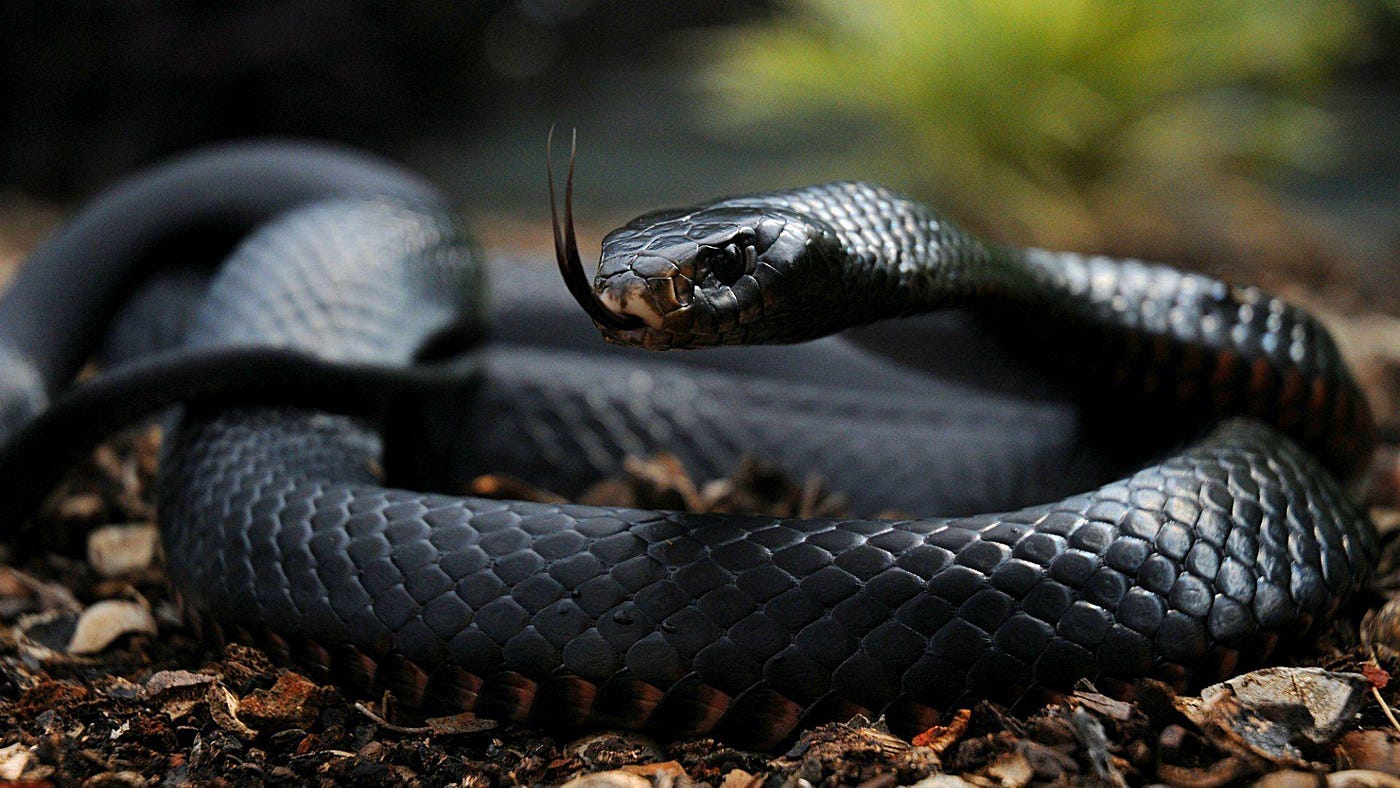 Black-Mamba-Dendroaspis-polylepis 20 of the deadliest snakes in the world