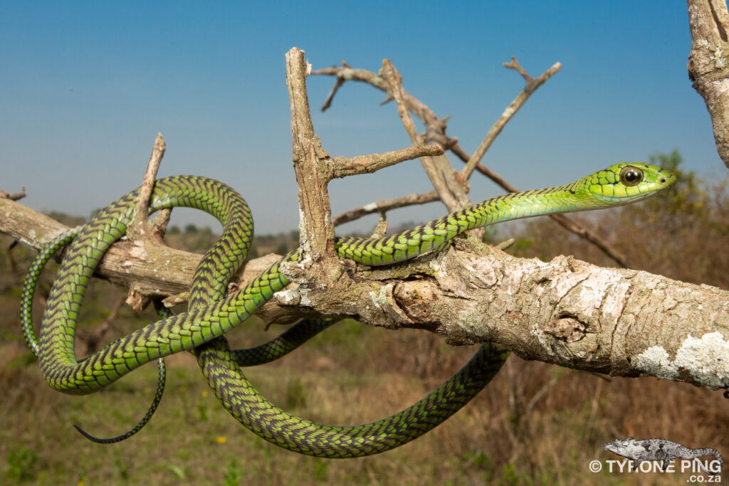 Boomslang-Dispholidus-typus 20 of the deadliest snakes in the world