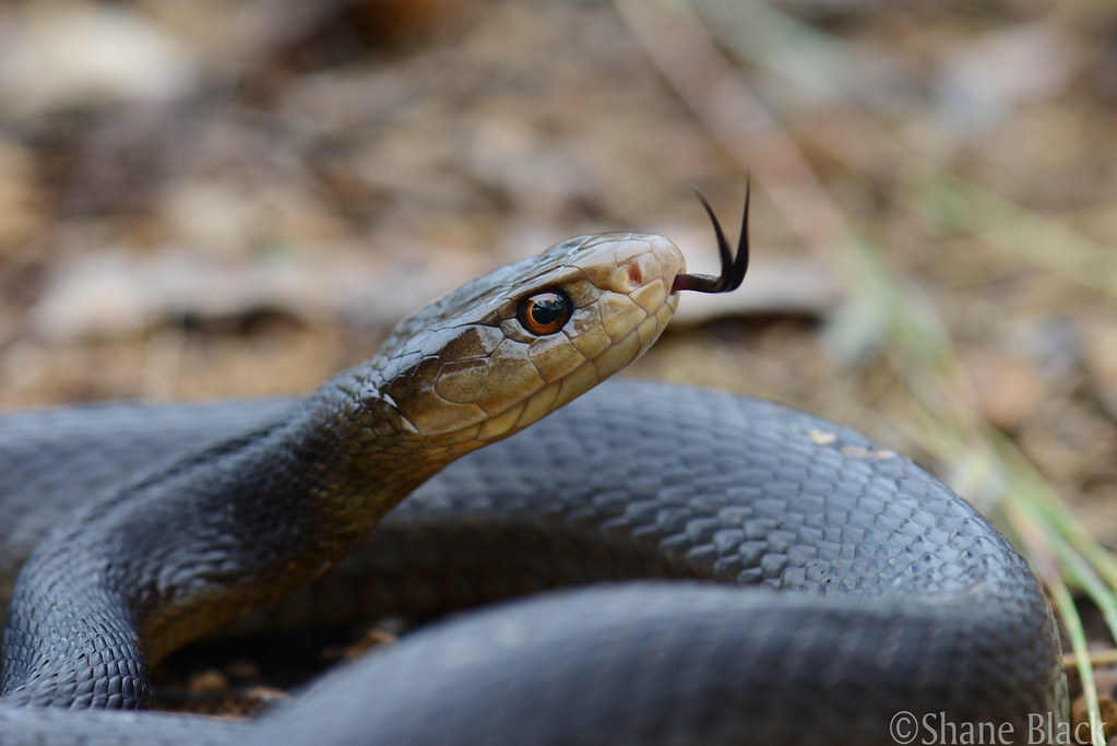 Coastal-taipan 20 of the deadliest snakes in the world