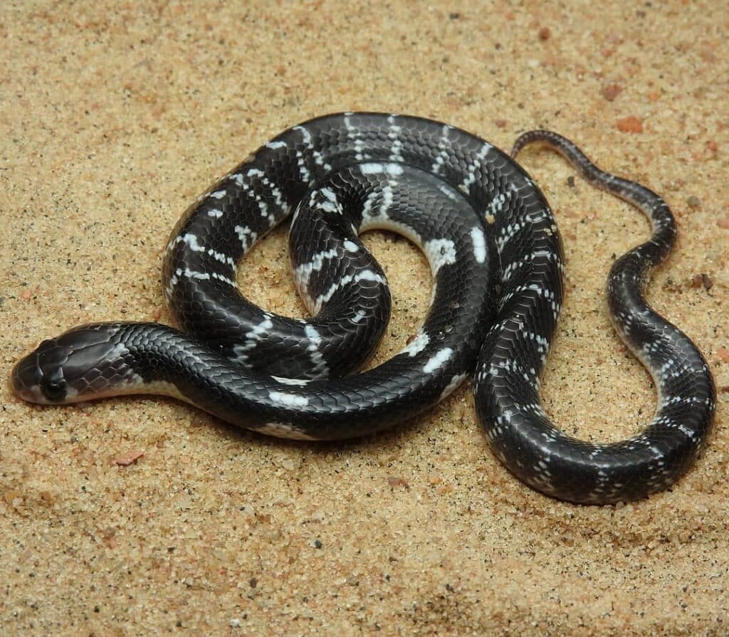 Common-Krait-Bungarus-caeruleus 20 of the deadliest snakes in the world