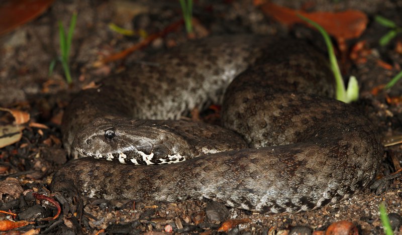 Death-Adder-Acanthophis-antarcticus 20 of the deadliest snakes in the world