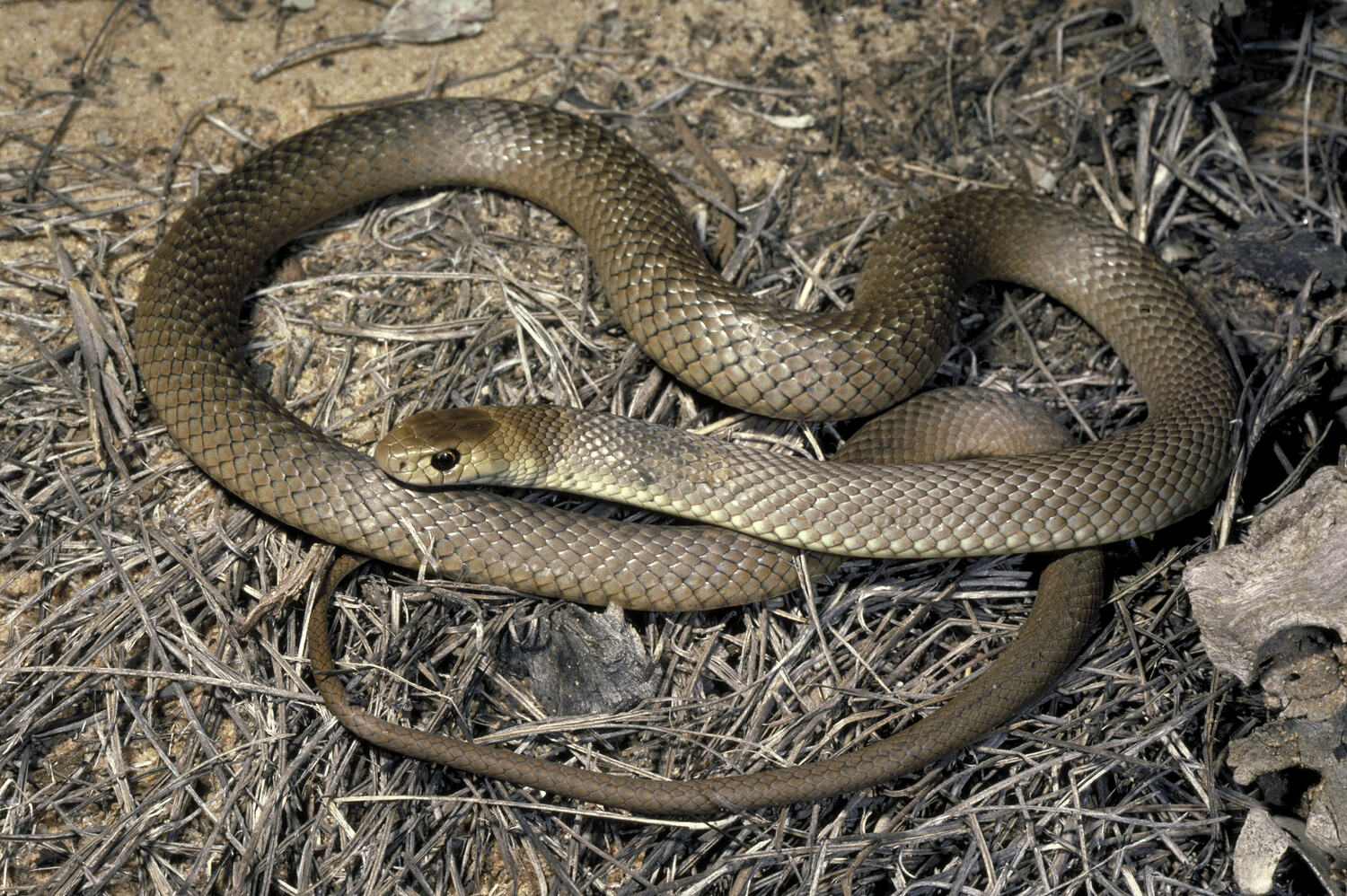 Eastern-Brown-Snake-Pseudonaja-textilis 20 of the deadliest snakes in the world