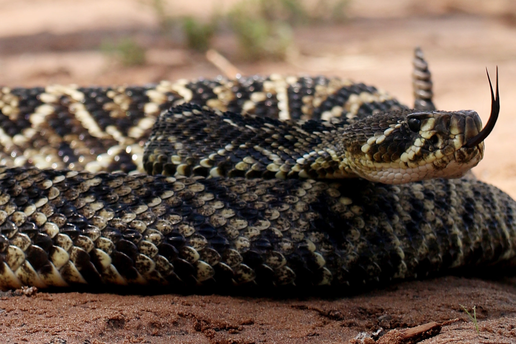 Eastern-Diamondback-Rattlesnake 20 of the deadliest snakes in the world