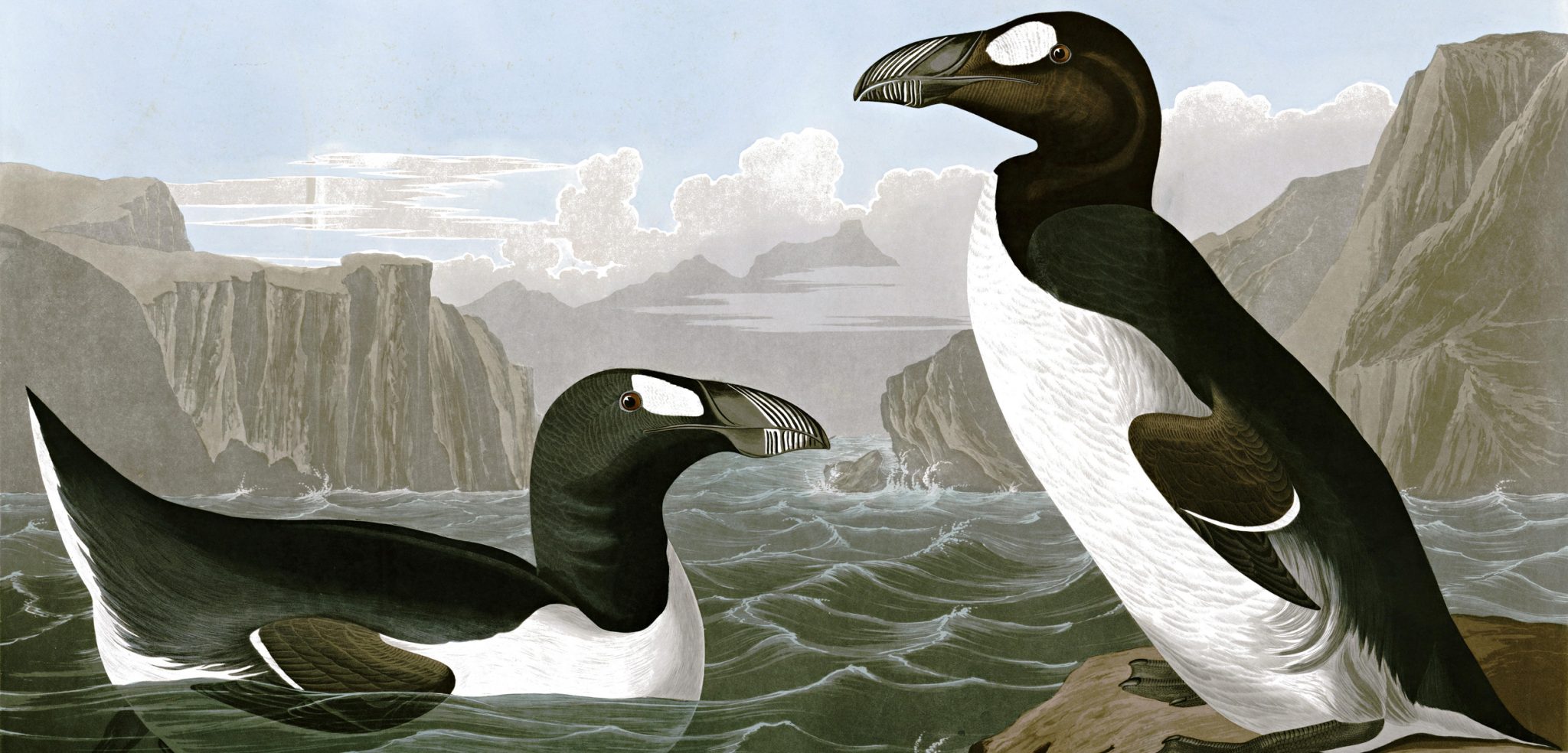 Great-Auk-13 20 Ancient Wild Disappeared from Earth