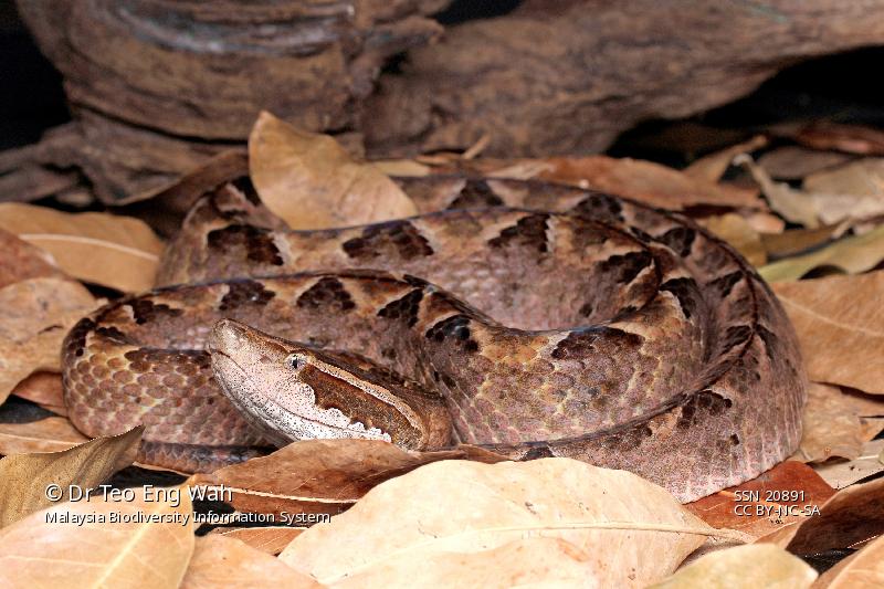 Malayan-Pit-Viper-Calloselasma-rhodostoma 20 of the deadliest snakes in the world