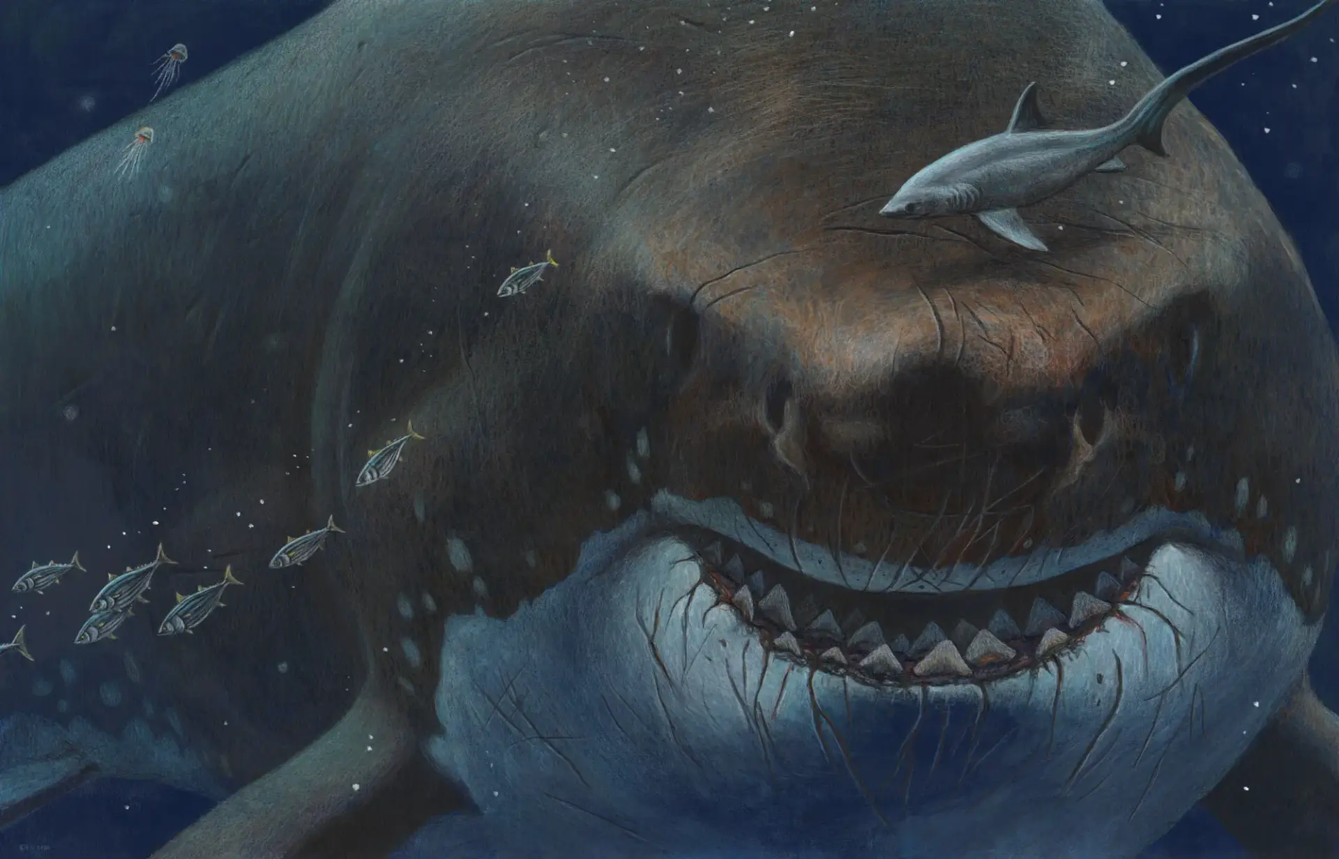 Megalodon-5 20 Ancient Wild Disappeared from Earth