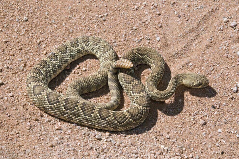 Mojave-Rattlesnake-Crotalus-scutulatus 20 of the deadliest snakes in the world