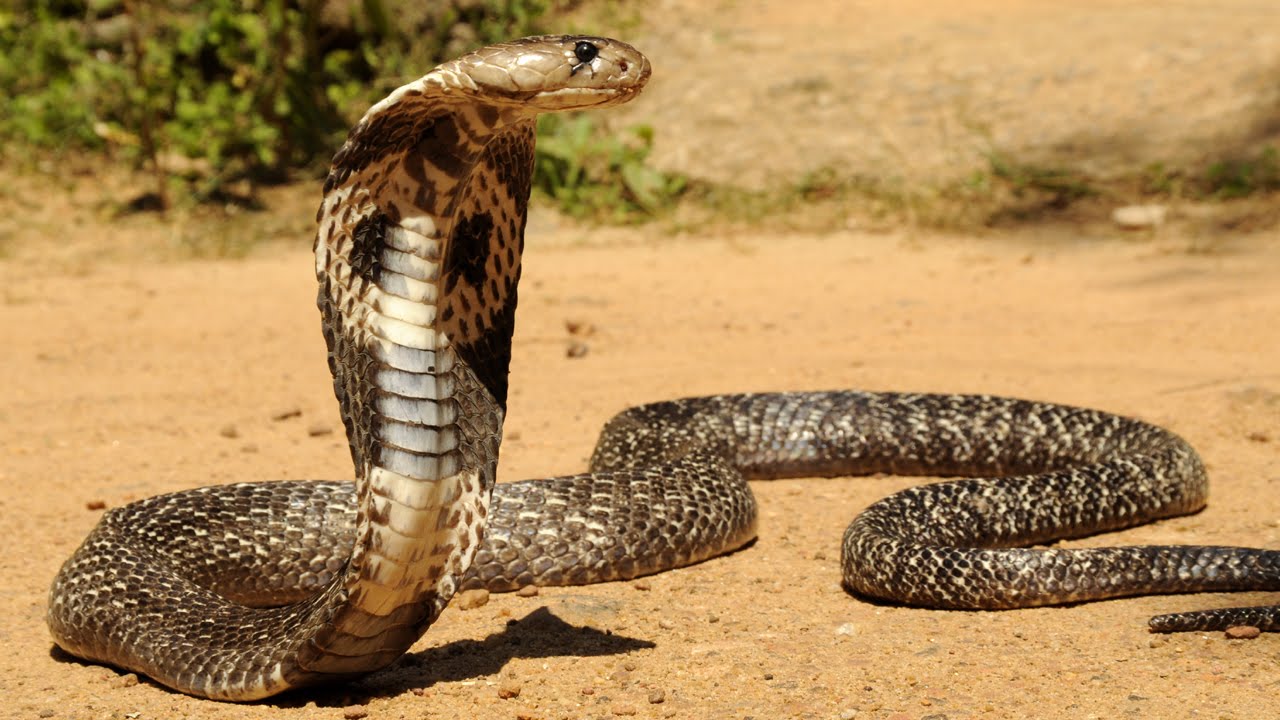 Philippine-Cobra-Naja-philippinensis 20 of the deadliest snakes in the world