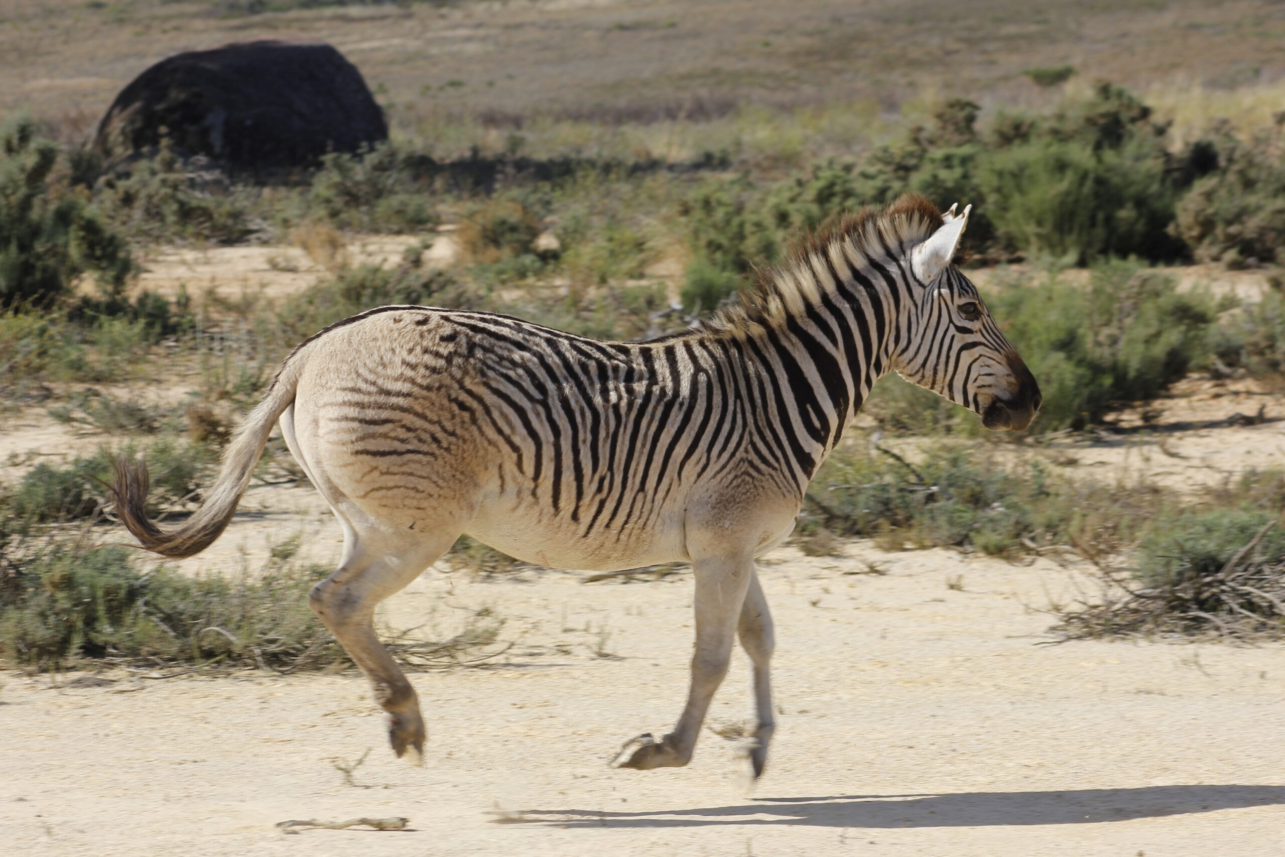 Quagga-8-scaled 20 Ancient Wild Disappeared from Earth