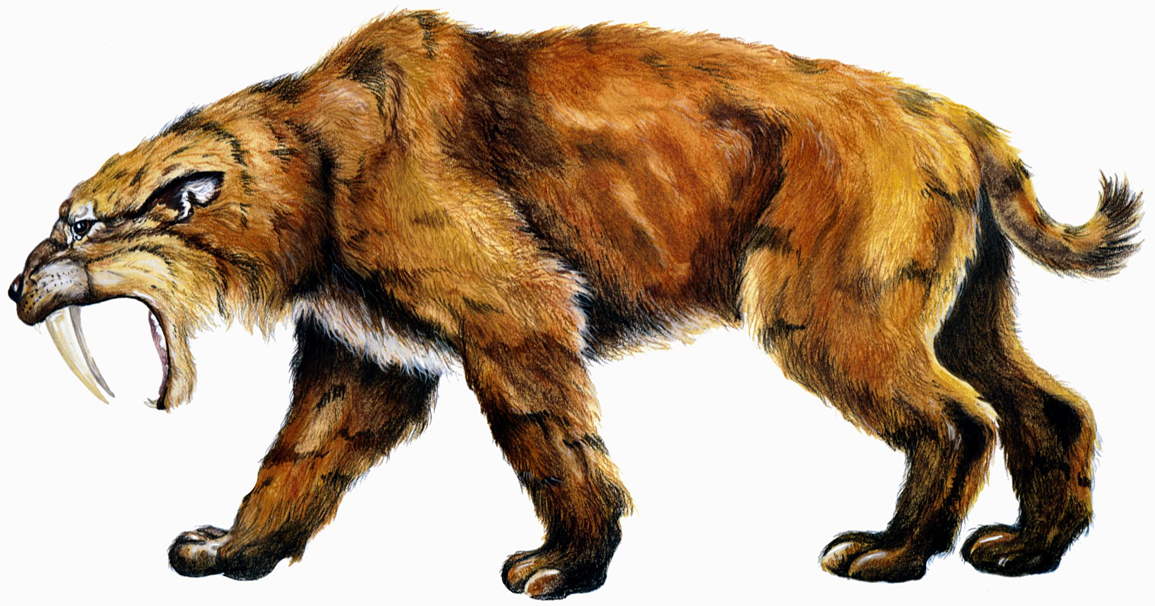 Saber-Toothed-Tiger-2 20 Ancient Wild Disappeared from Earth