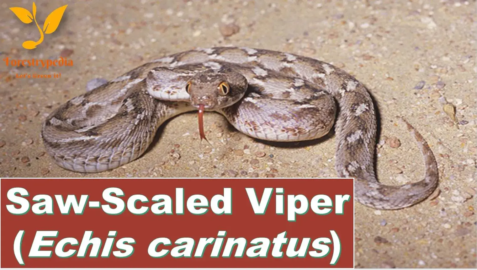 Saw-scaled-Viper-Echis-carinatus 20 of the deadliest snakes in the world