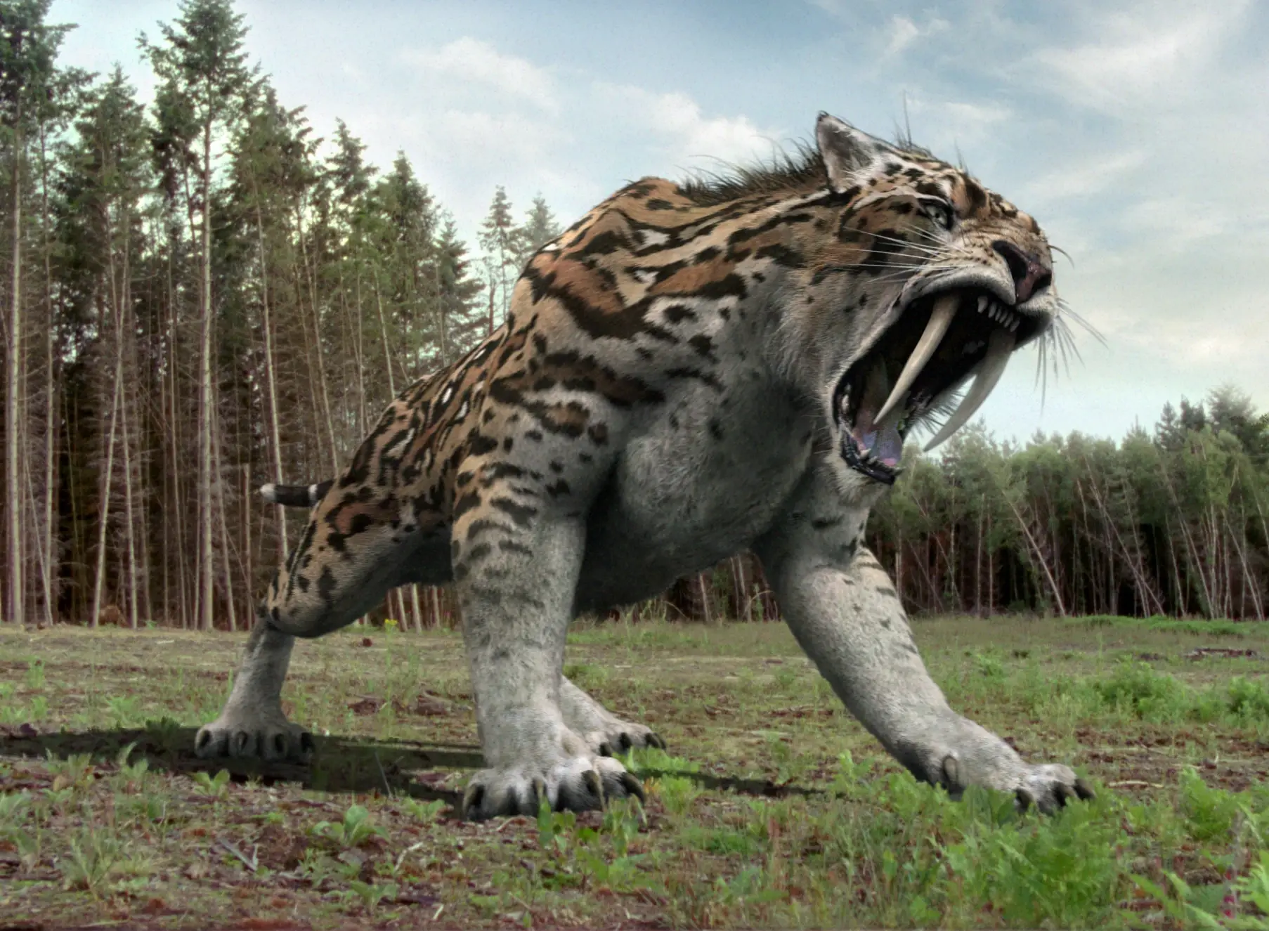 Smilodon-17 20 Ancient Wild Disappeared from Earth