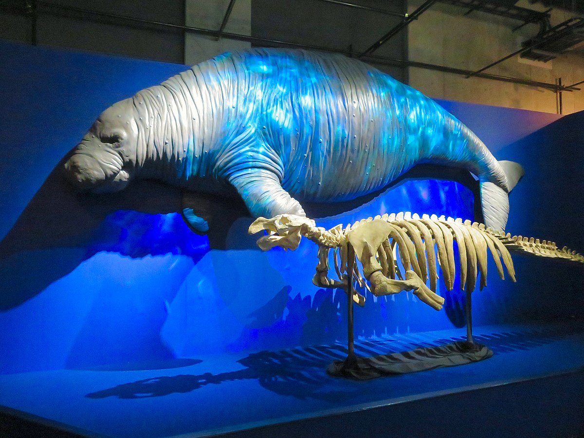 Stellers-Sea-Cow-10 20 Ancient Wild Disappeared from Earth