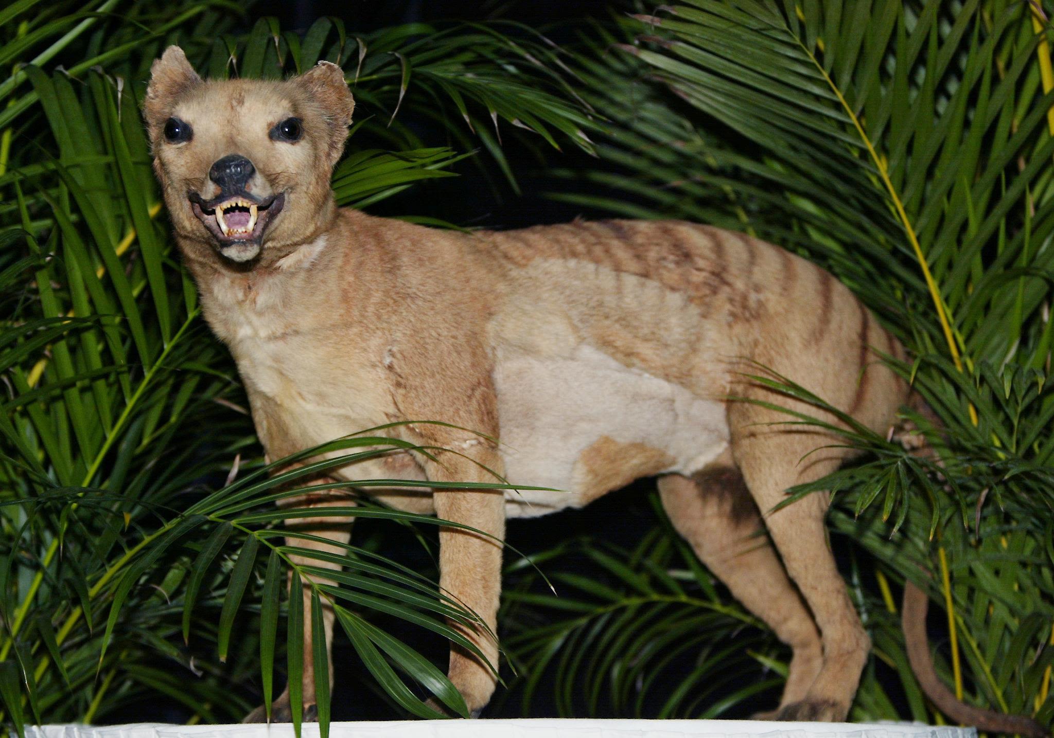 Tasmanian-Tiger-4 20 Ancient Wild Disappeared from Earth