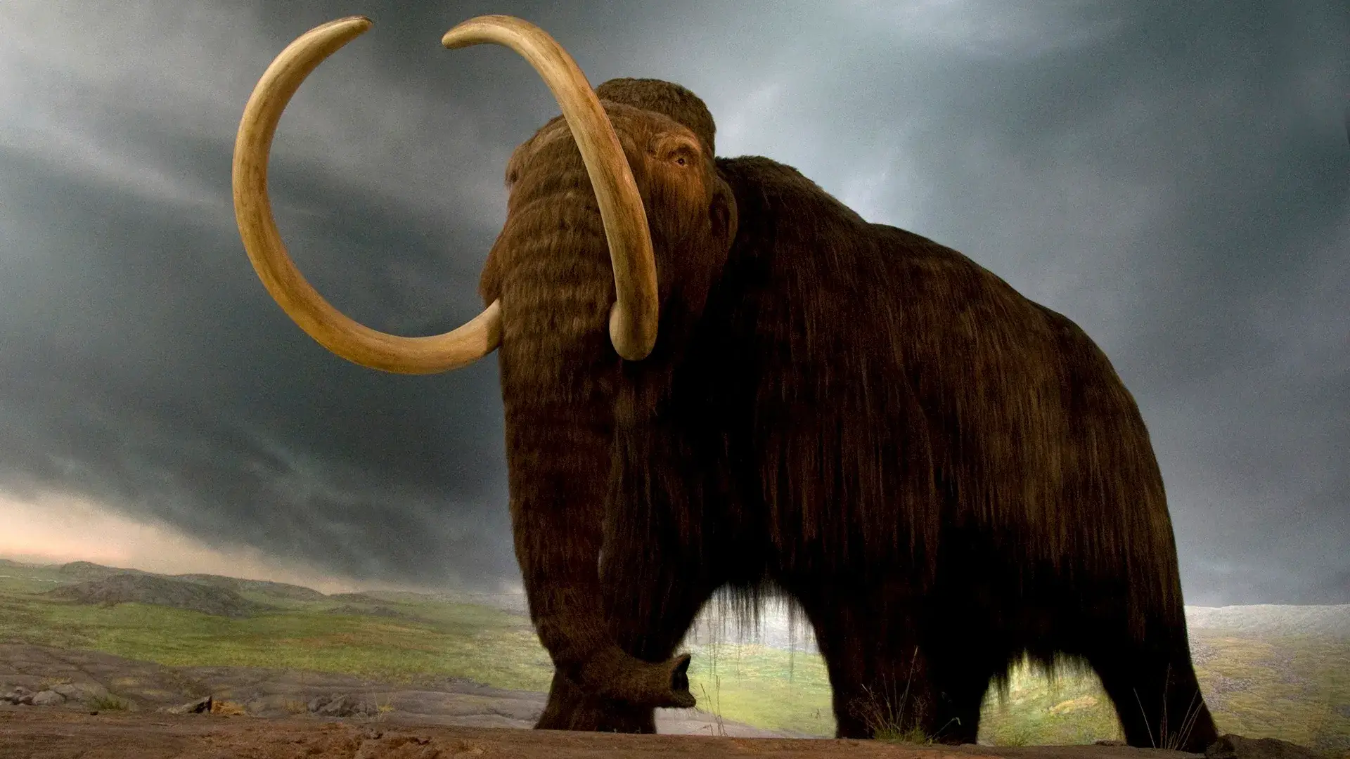 Woolly-Mammoth-1 20 Ancient Wild Disappeared from Earth